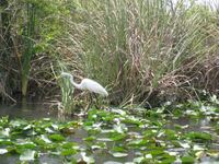 40 Lebensraum Everglades