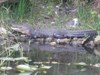 44 Alligator in den Everglades